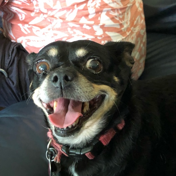 Pet friendly home - Picture 14 of 16